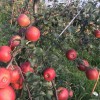 葫芦岛市哪里有昭通苹果|昭通果业基地|13887043679