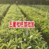 云南红河,蒙自枇杷苗价格多少钱一棵?