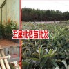 蒙自枇杷枇杷怎样栽培?_蒙自市果苗培育基地