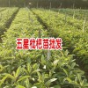 蒙自枇杷苗什么时候种植:-