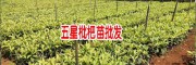枇杷树苗基地- 枇杷育苗基地- 枇杷种苗基地