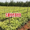 白果苗，葡萄苗，九叶青花椒苗价格_蒙自市红艳苗圃