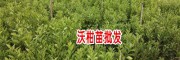 云南蒙自沃柑苗技术