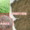 金铁锁种植技术_云南金铁锁种植技术_金铁锁怎么种植技术?