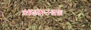 中药材金铁锁图片_药材金铁锁_中药材金铁锁销路