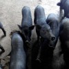 景洪小耳猪养殖场面积占560平方米转让信息