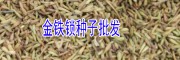 云南玛咖种植合作社