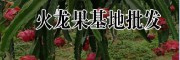 火龙果小苗图片·30公分火龙果种苗哪里销售