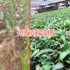 黄精小苗_鸡头精黄小苗_黄精苗种植-13466191986