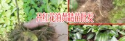黄精育苗_黄精种苗价格_鸡头黄精种苗