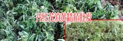黄精苗_黄精苗价格- 13466191986