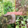 普洱黄精苗收购方_普洱黄精种苗价格_普洱哪里有黄精苗