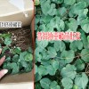 高杆滇重楼种苗图片_滇重楼苗多少钱一株?