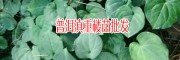 2018重楼种苗价格_重楼市场价格