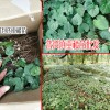 高杆滇重楼种苗图片_滇重楼苗多少钱一株?