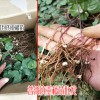 重楼苗多少钱一株?