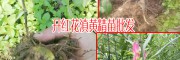 种植黄精_哪个品种好?-13466191986