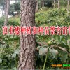今日滇得楼价格走势#昆明滇重楼#昆明重楼小苗哪里有卖