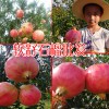 软籽石榴市场前景怎么样?_软籽石榴卖苗