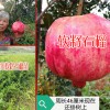 云南软籽石榴_云南蒙自软籽石榴_宾川软籽石榴上市
