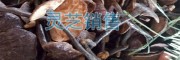 安国市场灵芝孢子粉价格_2018灵芝孢子粉价格