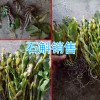 广西钦州市铁皮石斛_铁皮石斛产地行情