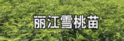 丽江雪桃果能达多重_丽江雪桃苗