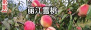 丽江县市雪桃价格_丽江雪桃价格表