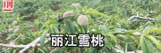 云南丽江雪桃苗价格 60~70cm　　4-15元/棵
