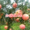 软籽石榴与螃蟹可以同食吗?-软籽石榴公司客服