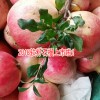 突尼斯石榴#软籽石榴价格多少/