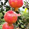 云南省软籽石榴存放方法_几种石榴的食用方法