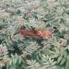 大红袍花椒苗哪里好_大红袍花椒苗哪里买?