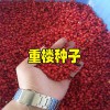 重楼种植条件有哪些_适合云南种植的重楼种子批发