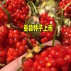 5-6年重楼亩产量在多少?_13987235380