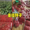 重楼根茎种植方法_云南重楼根茎注意事项