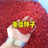 重楼根茎种植方法_云南重楼根茎注意事项