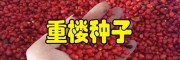 云南滇重楼苗什么时间补苗比较好?