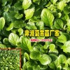2018花卉苗批发_观赏菊花苗批发价格_卉苗价格