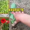 花卉苗_花卉分苗_菊花苗批发