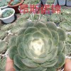 多肉种植问题