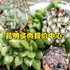 北京.上海,附近的多肉基地_多肉地址大全_多肉花名称植物图片