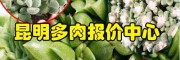 生石花播种移苗浇水方法_仙人球 紫珍珠 佛手 麒麟 牡丹多肉
