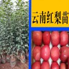 什么梨树苗好?_什么梨苗_梨树苗怕什么?