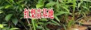 早酥红梨苗高50-80厘米价格多少?