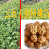 核桃苗市场价格