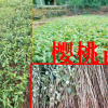 谁知道大樱桃种植几年结果?