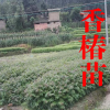 正宗香椿树成什么样/?