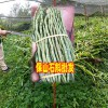 云南石斛供货商_种植商(厂)家_石斛保山原木石斛吧