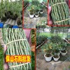 铁皮石斛水份过多时叶子会发黄_云南石斛种类大全